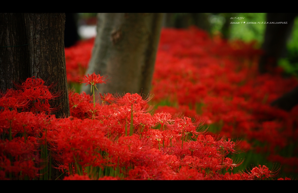 曼珠沙華Ⅰ