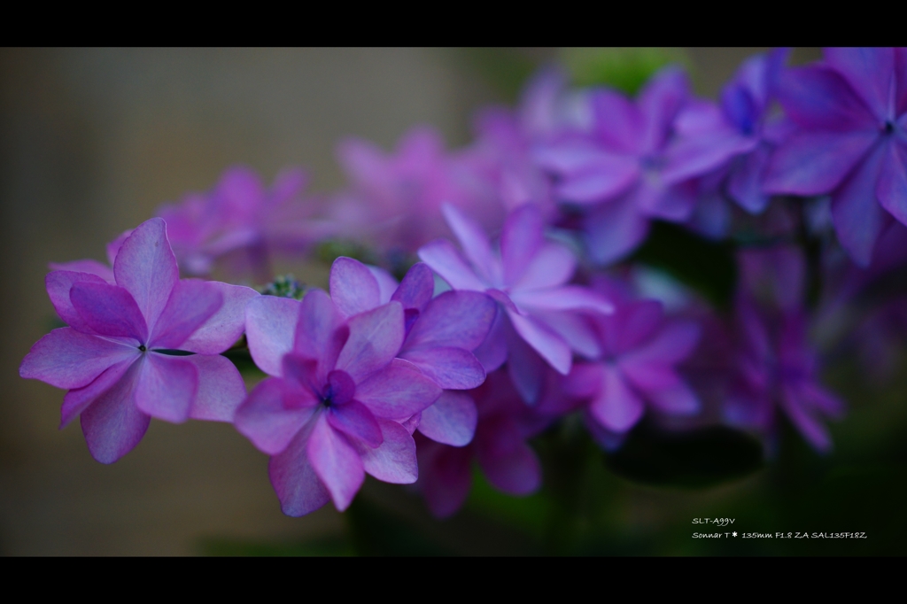 紫陽花8