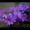 紫陽花8