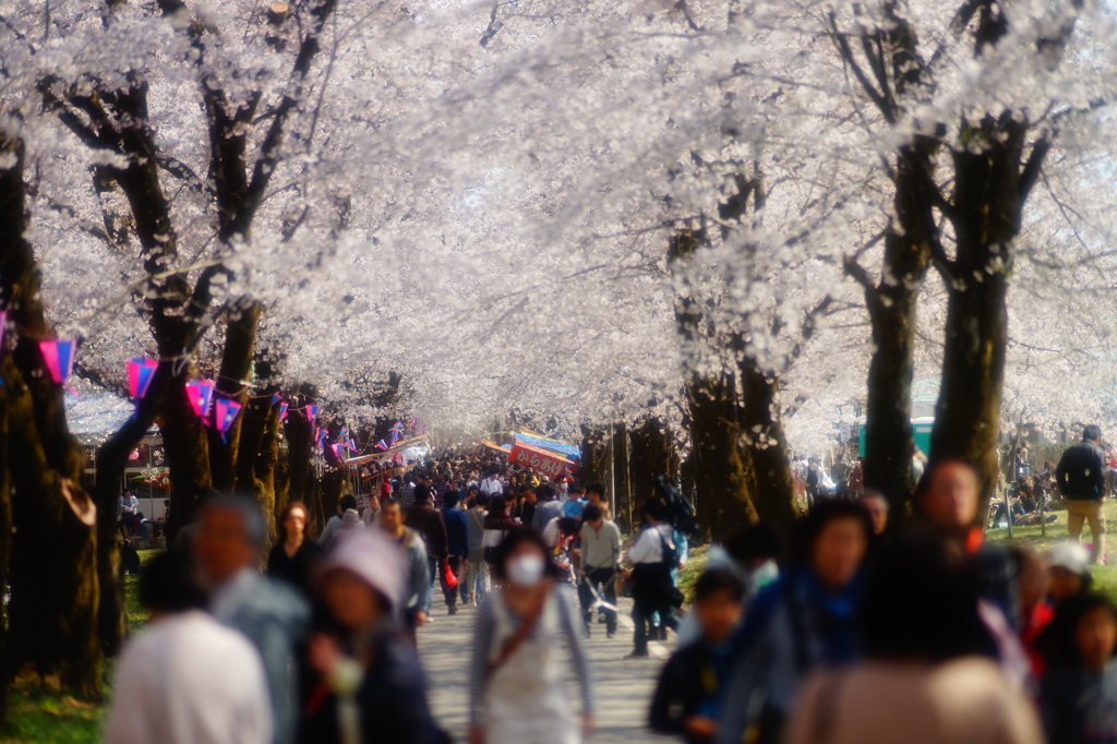 赤城南面千本桜2