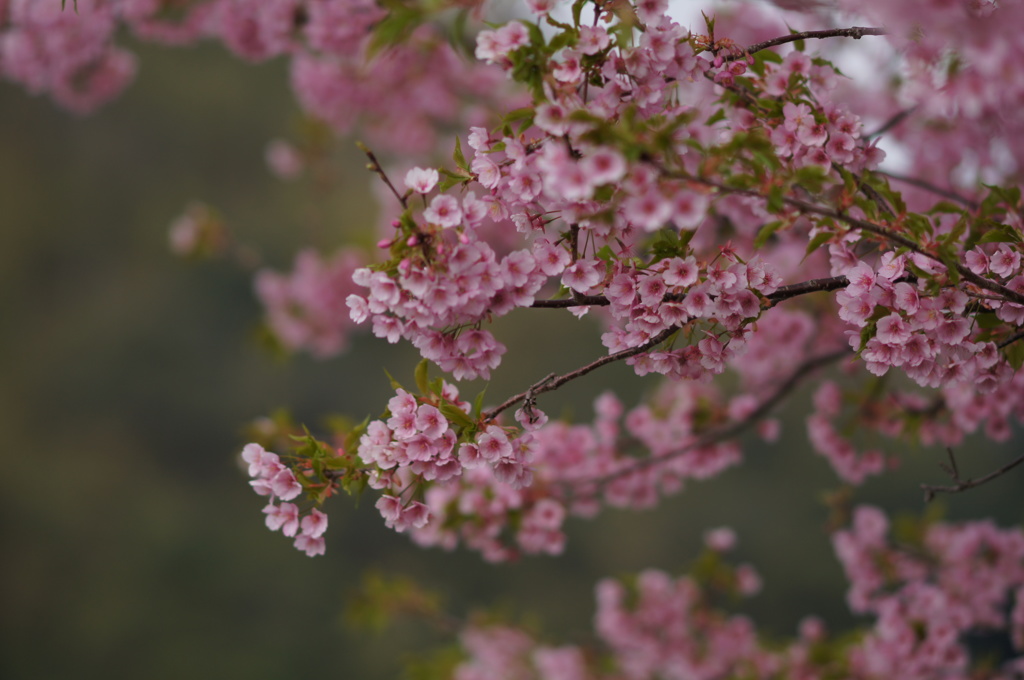 河津桜1