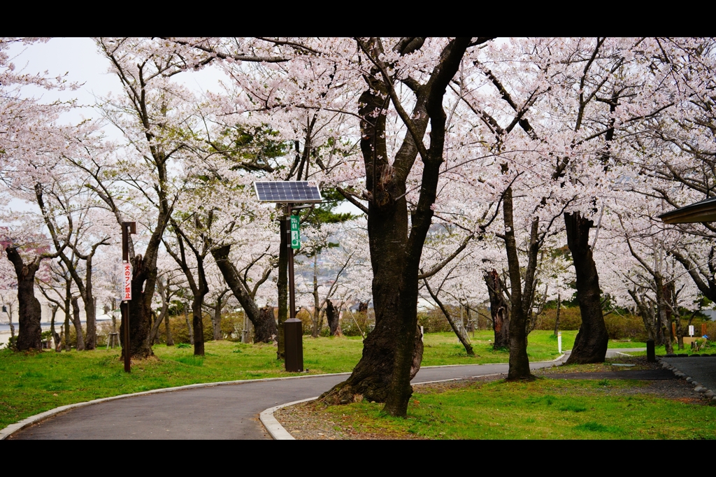 本庄公園