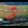 彼岸花2