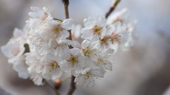 御殿場桜