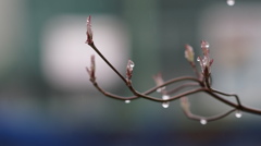 芽吹く