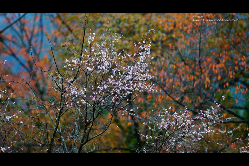 紅葉と桜