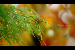 秋雨