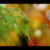 秋雨