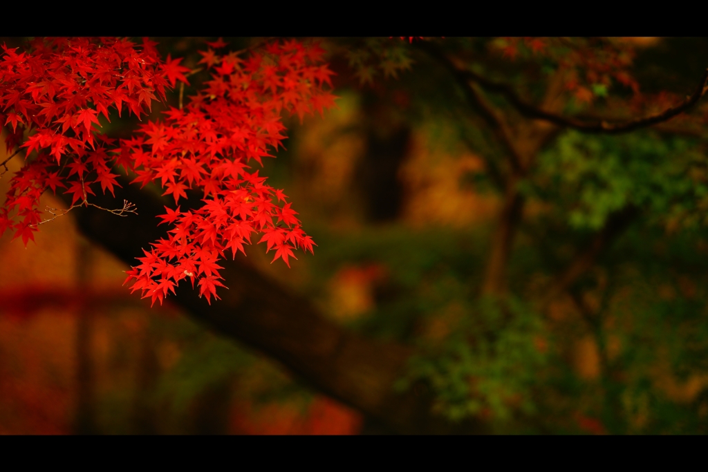 紅葉