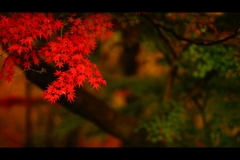紅葉