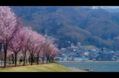 諏訪湖桜景色1