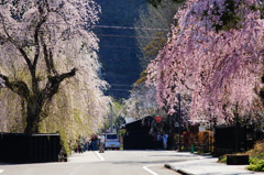 角館2015桜5