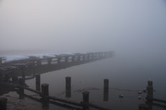 濃霧の福島潟4