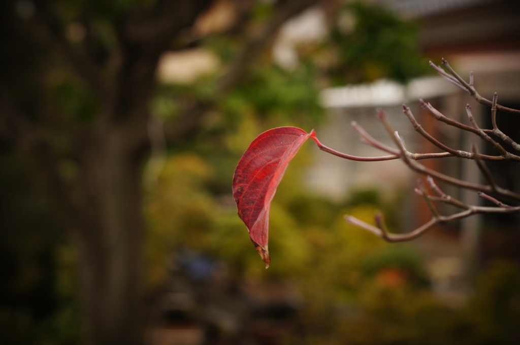 花水木一葉
