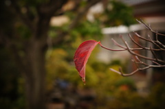 花水木一葉