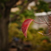 花水木一葉
