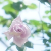薔薇3