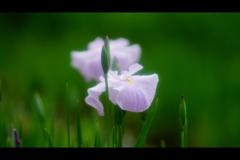 菖蒲2