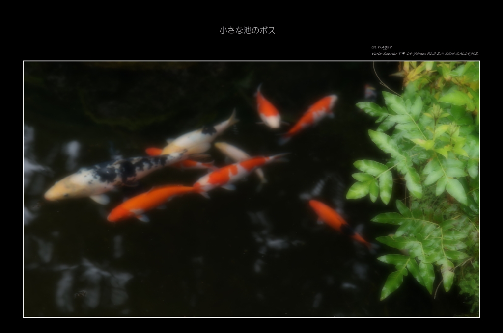 小さな池のボス