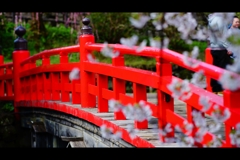 2017桜5