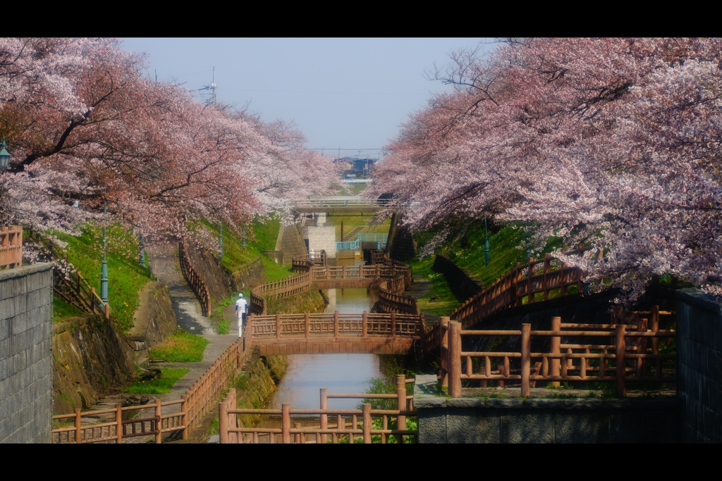 あらやさくら公園2