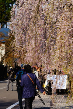 角館2015桜6