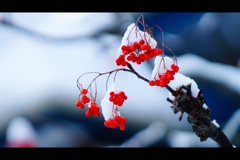 冬の赤い実 冬の赤い実
