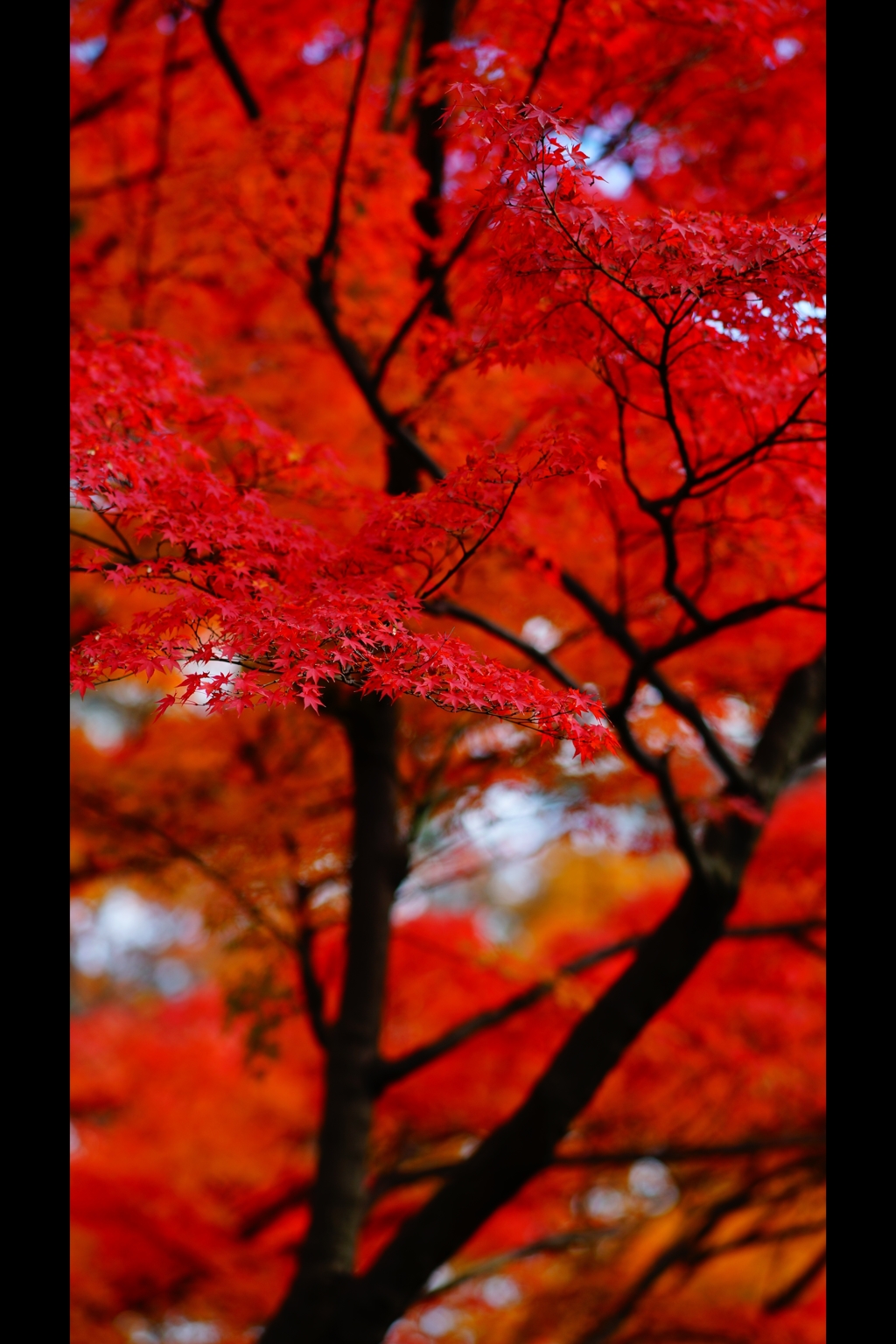 千秋の美7