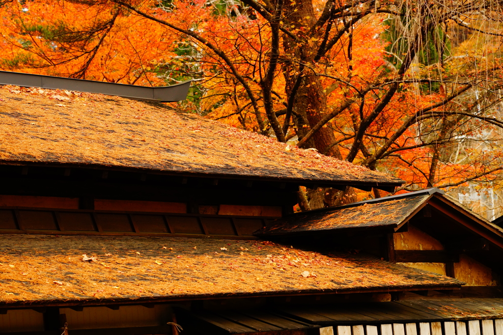 屋根と紅葉4