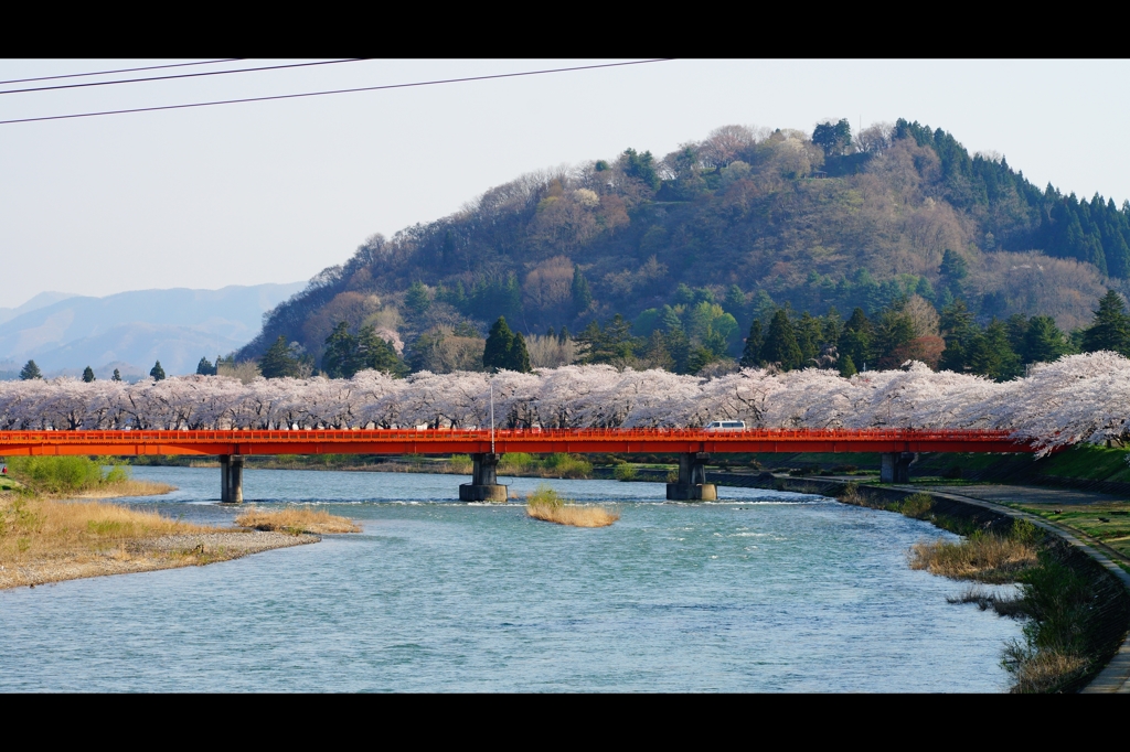 桧木内川堤（角館）4