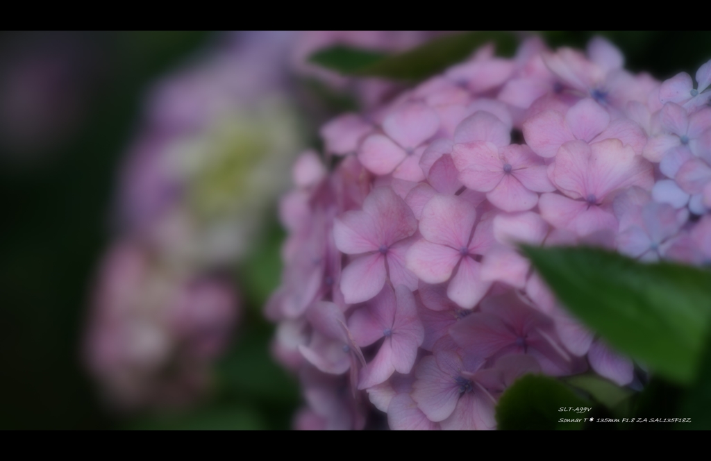 2013紫陽花9