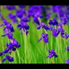 初夏の花1