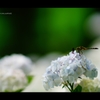 梅雨の晴れ間に2