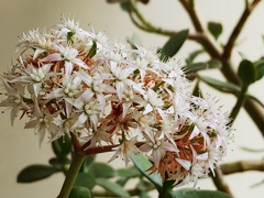 金のなる木の花