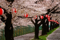 東坂戸団地の桜並木