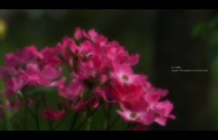 薔薇