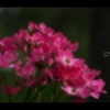 薔薇