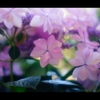 初夏の花18