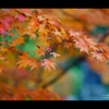 2013秋彩2