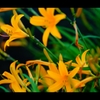 初夏の花2