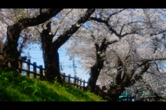 2017桜3