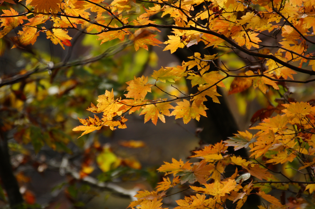 紅葉