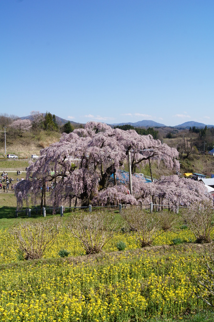 三春滝桜