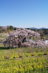 三春滝桜