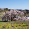 三春滝桜