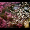 梅4