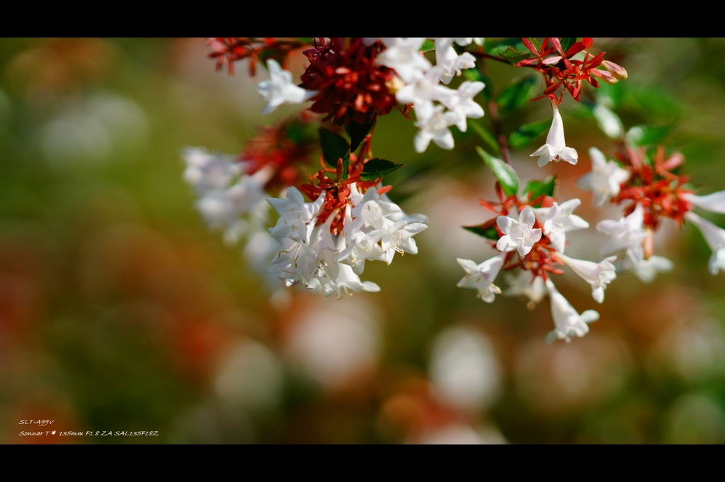 秋の花