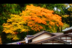 屋根と紅葉4