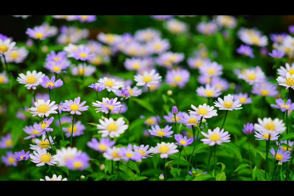 初夏の花3