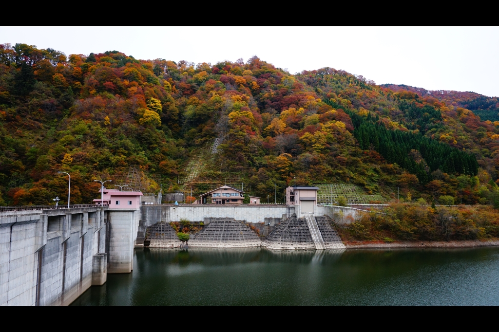 ダム湖の華